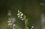 Climbing false buckwheat